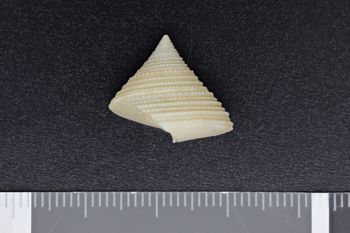 Media type: image;   Malacology 224572 Description: side view of shell;  Aspect: lateral